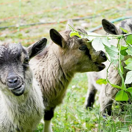 Le Perchoir Des Pyrenees Gasthuis 3*